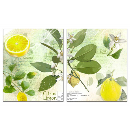Модульная картина "Цветущий лимон" из 2 х частей 60х100 GT302
