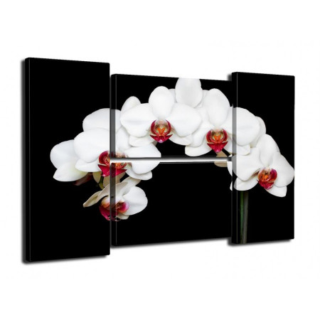 Модульная картина "Белоснежная орхидея на черном фоне" четверник 80Х140 Q330