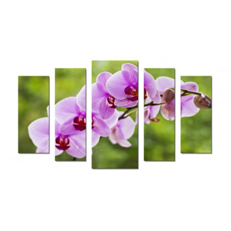 Модульная картина "Орхидея сиреневая" 70х120 Ш403