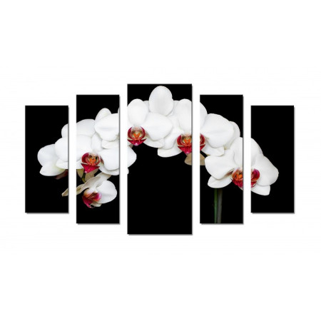 Модульная картина "Белоснежная орхидея на черном фоне" 70х120 Ш334
