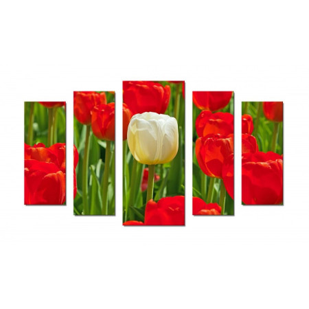 Модульная картина "Белый тюльпан с красными" 70х120 Ш306