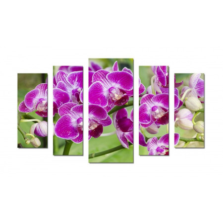 Модульная картина "Орхидея в цвету" 70х120 Ш300