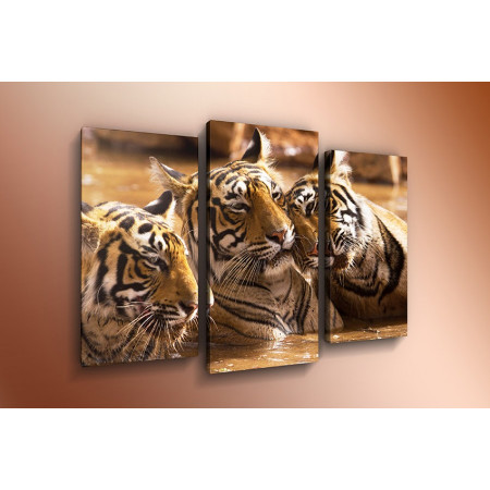 Модульная картина "Тигры в воде" 60х80 ТР687