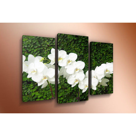 Модульная картина "Веточки белых орхидей" 60х80 ТР546