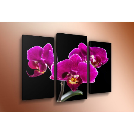 Модульная картина "Божественные орхидеи" 60х80 ТР477
