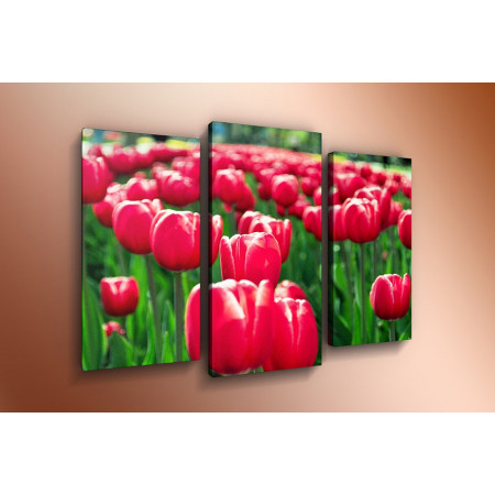 Модульная картина "Долина розовых тюльпанов" 60х80 ТР426