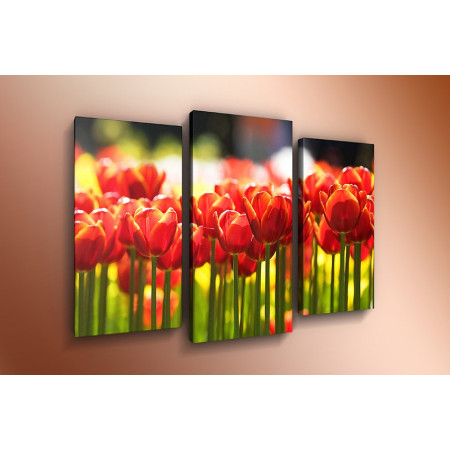 Модульная картина "Тюльпаны в лучах солнца" 60х80 ТР357