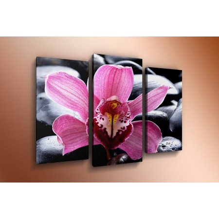 Модульная картина "Орхидея на камнях" 60х80 ТР319