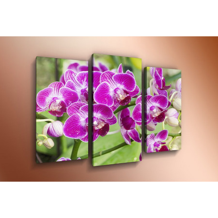 Модульная картина "Орхидея в цвету" 60х80 ТР296