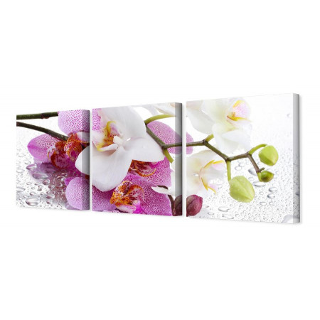 Модульная картина "Непревзойденные орхидеи" 35х110 N97