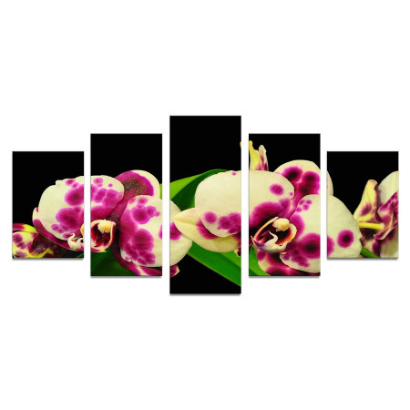 Модульная картина "Пятнистые орхидеи" 110х50 К968
