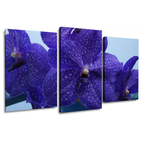 Модульная картина "Синяя орхидея" 100х60 S872