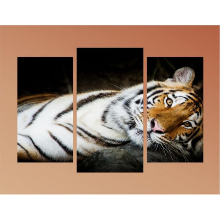 Модульная картина "Спокойный тигр" 60х80 ТР1717