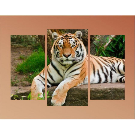 Модульная картина "Грациозный тигр" 60х80 ТР1711