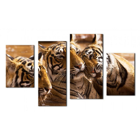 Модульная картина "Тигры в воде" 80х130 чт502