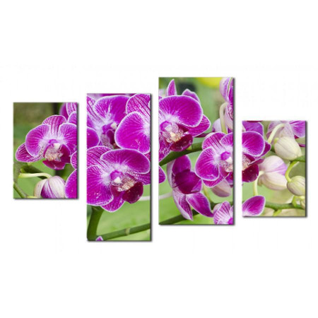 Модульная картина "Орхидея в цвету" 80х130 ЧТ203