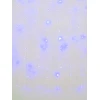 Уличная светодиодная гирлянда Uniel занавес 220V синий ULD-C3020-240/STK Blue IP44 UL-00007211